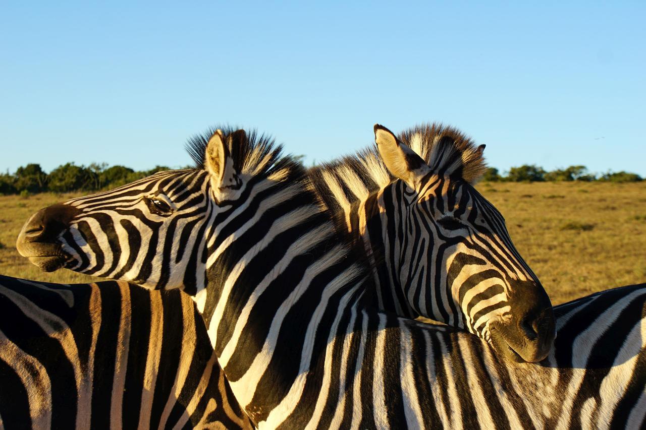 Koedoeskop Private Mountain Reserve Waterford Luaran gambar