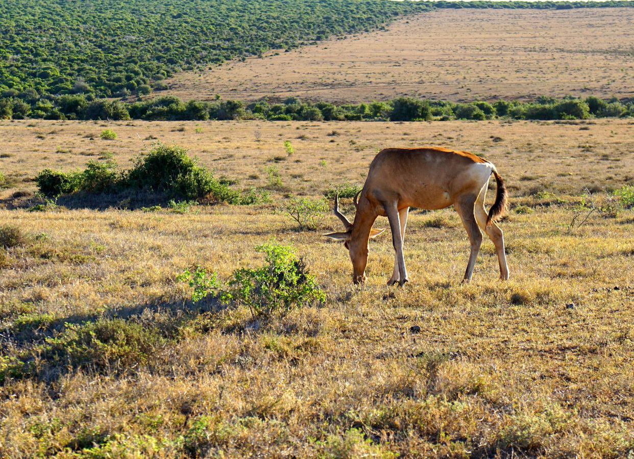 Koedoeskop Private Mountain Reserve Waterford Luaran gambar