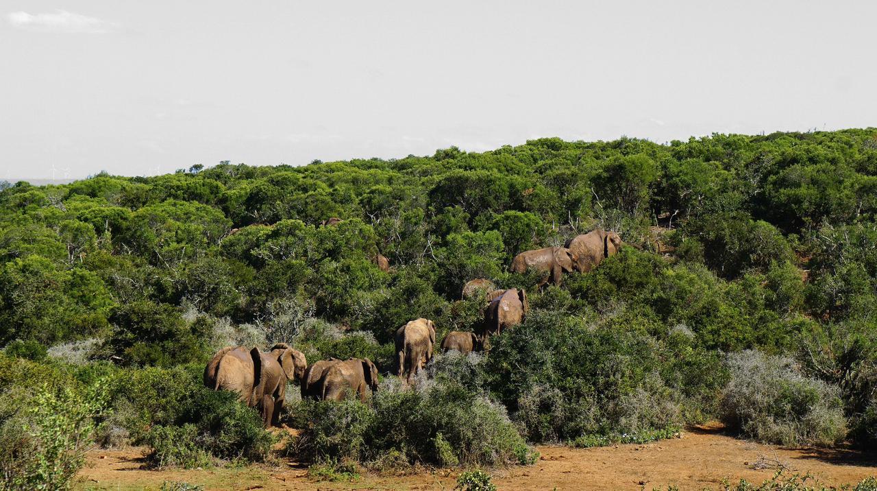 Koedoeskop Private Mountain Reserve Waterford Luaran gambar