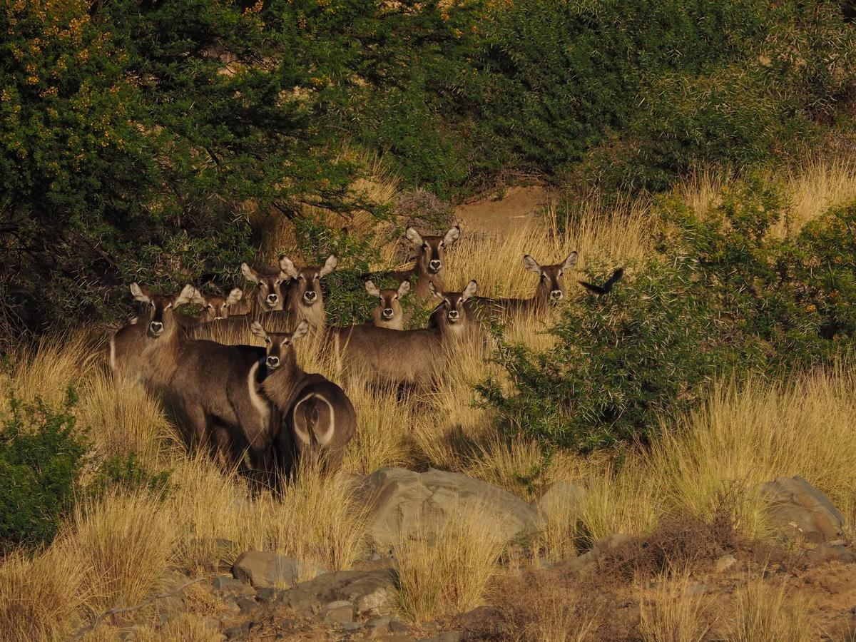 Koedoeskop Private Mountain Reserve Waterford Luaran gambar