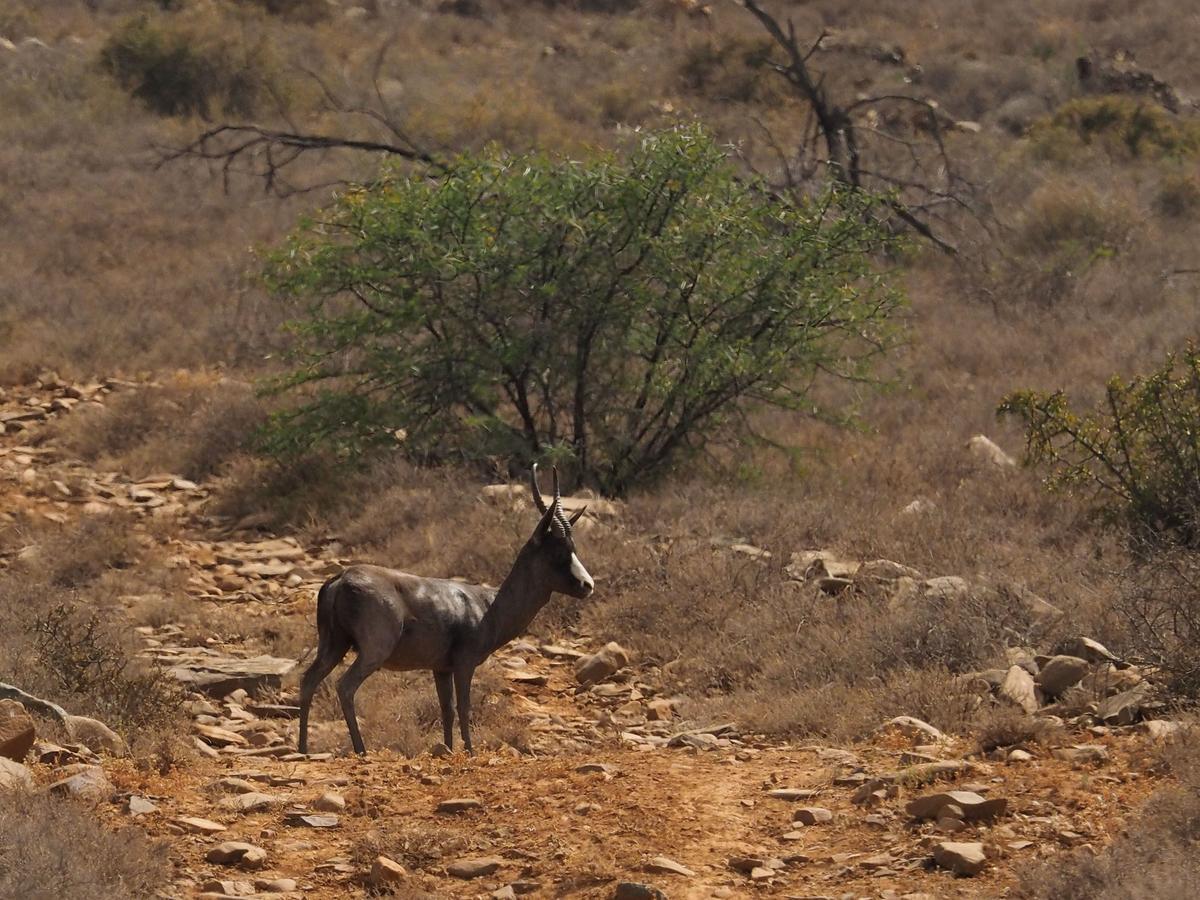 Koedoeskop Private Mountain Reserve Waterford Luaran gambar