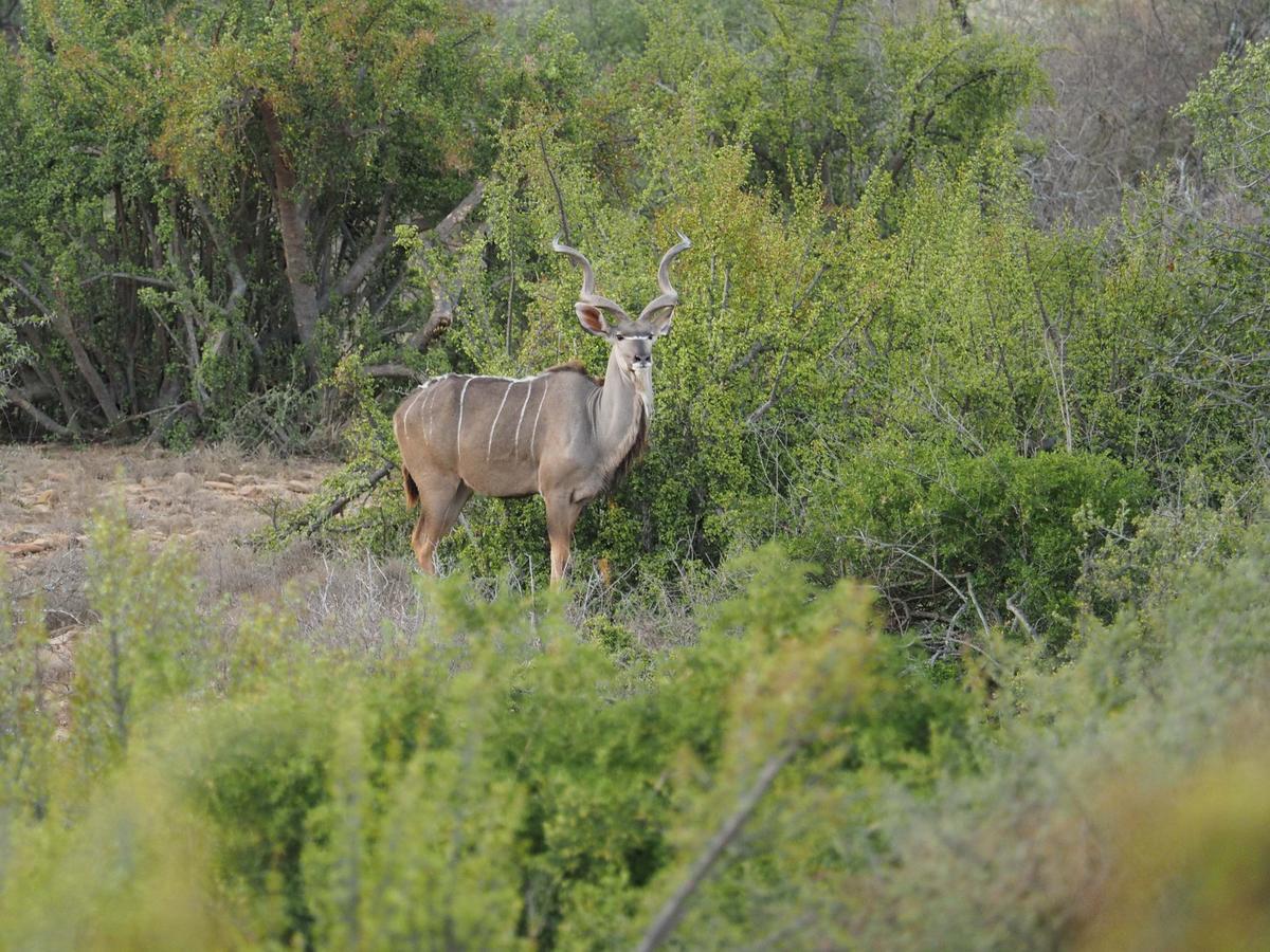 Koedoeskop Private Mountain Reserve Waterford Luaran gambar