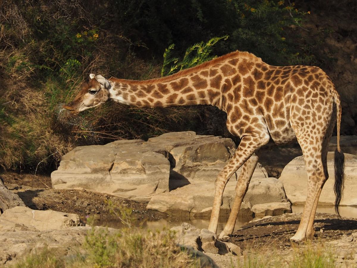 Koedoeskop Private Mountain Reserve Waterford Luaran gambar