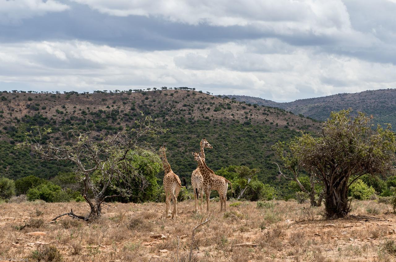 Koedoeskop Private Mountain Reserve Waterford Luaran gambar