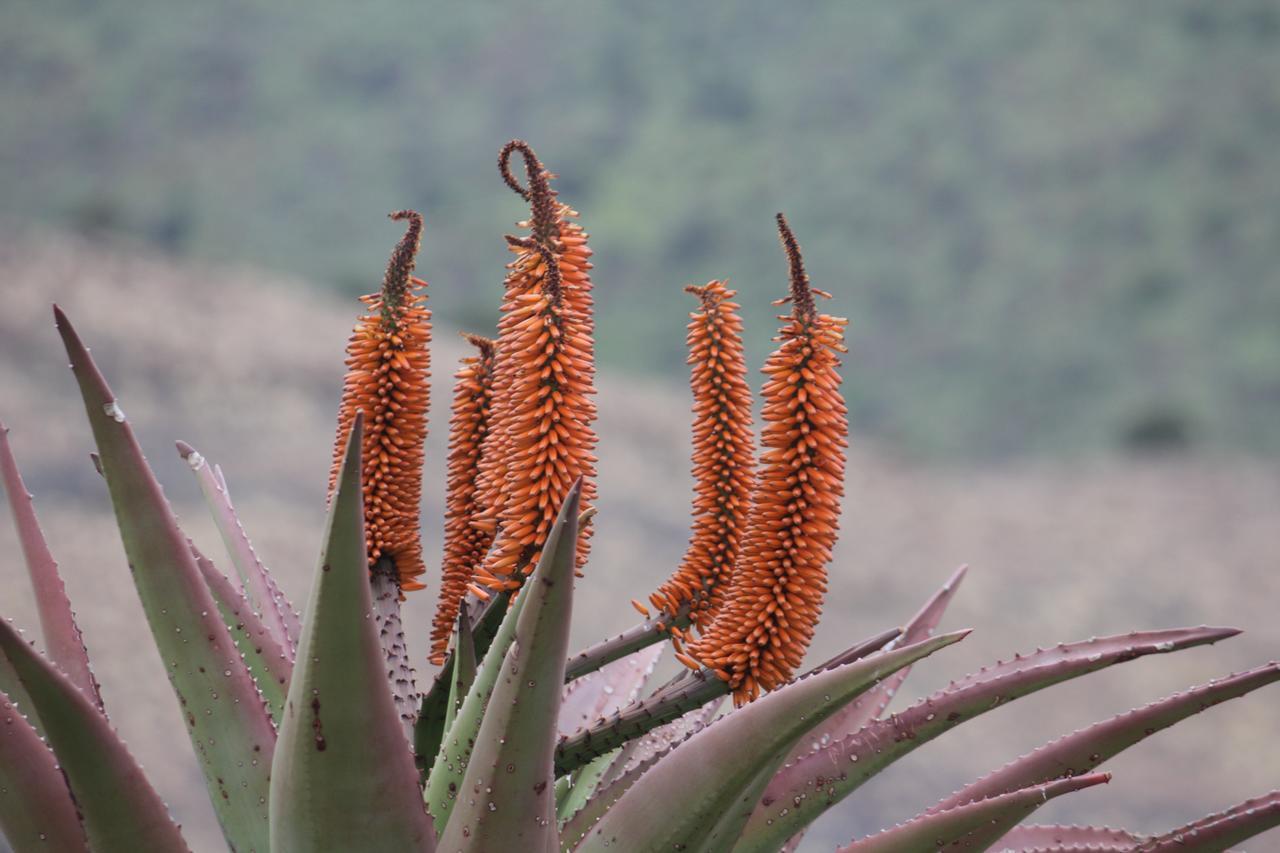 Koedoeskop Private Mountain Reserve Waterford Luaran gambar