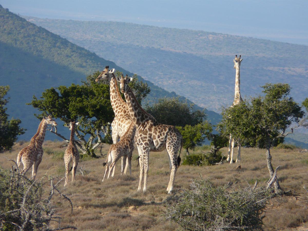 Koedoeskop Private Mountain Reserve Waterford Luaran gambar