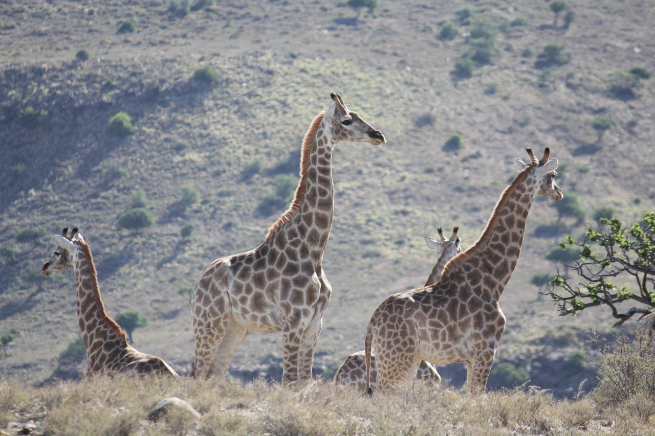 Koedoeskop Private Mountain Reserve Waterford Luaran gambar